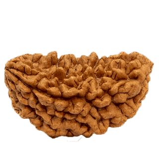 1 Mukhi Rudraksha