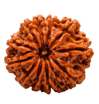 11 Mukhi Rudraksha
