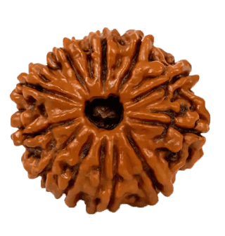 12 Mukhi Rudraksha