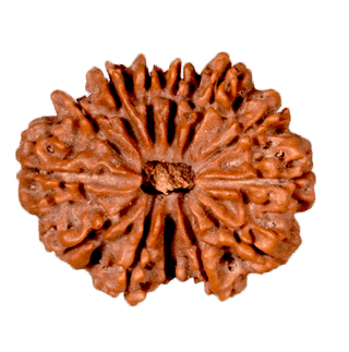 13 Mukhi Rudraksha