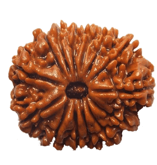 14 Mukhi Rudraksha