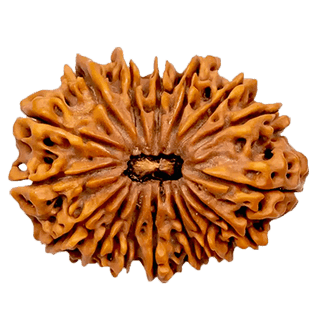 16 Mukhi Rudraksha