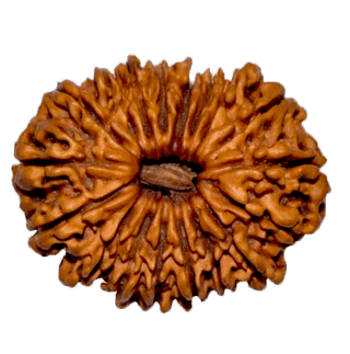 18 Mukhi Rudraksha