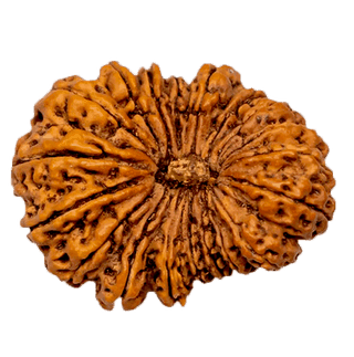 19 Mukhi Rudraksha