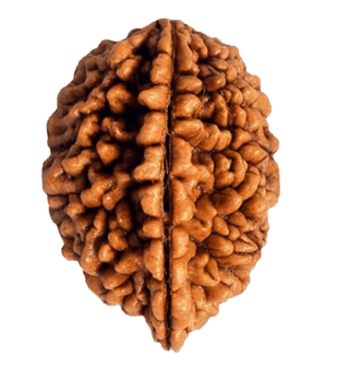 2 Mukhi Rudraksha