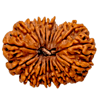 20 Mukhi Rudraksha