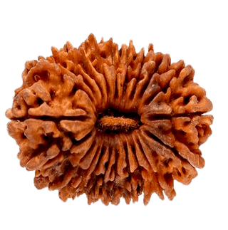 21 Mukhi Rudraksha