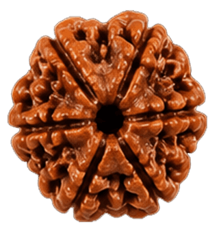 6 Mukhi Rudraksha
