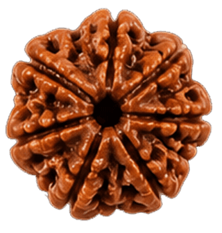 7 Mukhi Rudraksha
