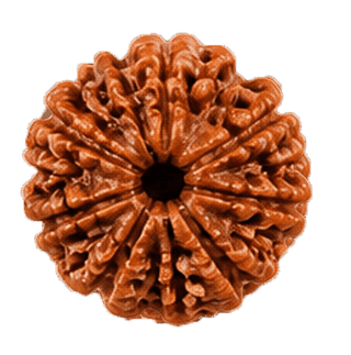 9 Mukhi Rudraksha