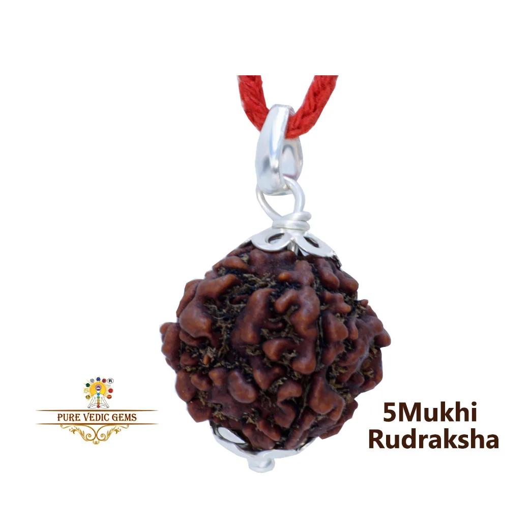 5 Mukhi natural rudraksha Pendent in silver — image 1