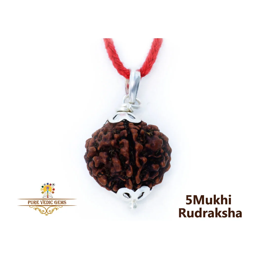 5 Mukhi natural rudraksha Pendent in silver — image 1