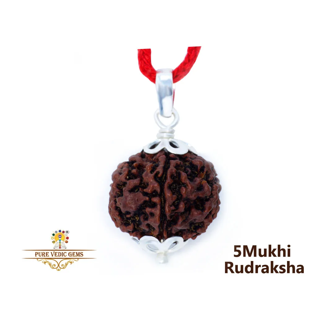 5 Mukhi natural rudraksha Pendent in silver — image 1