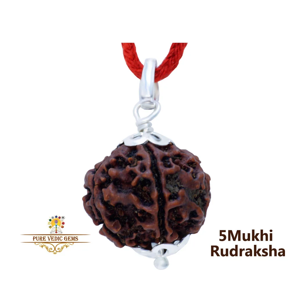 5 Mukhi natural rudraksha Pendent in silver — image 1