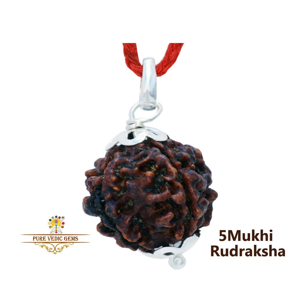 5 Mukhi natural rudraksha Pendent in silver — image 1