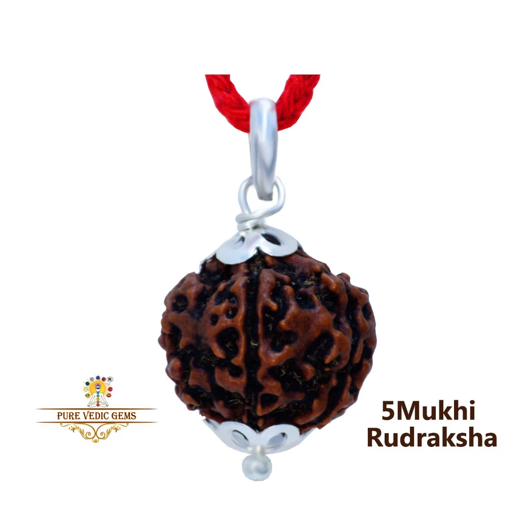 5 Mukhi natural rudraksha Pandent in silver — image 1