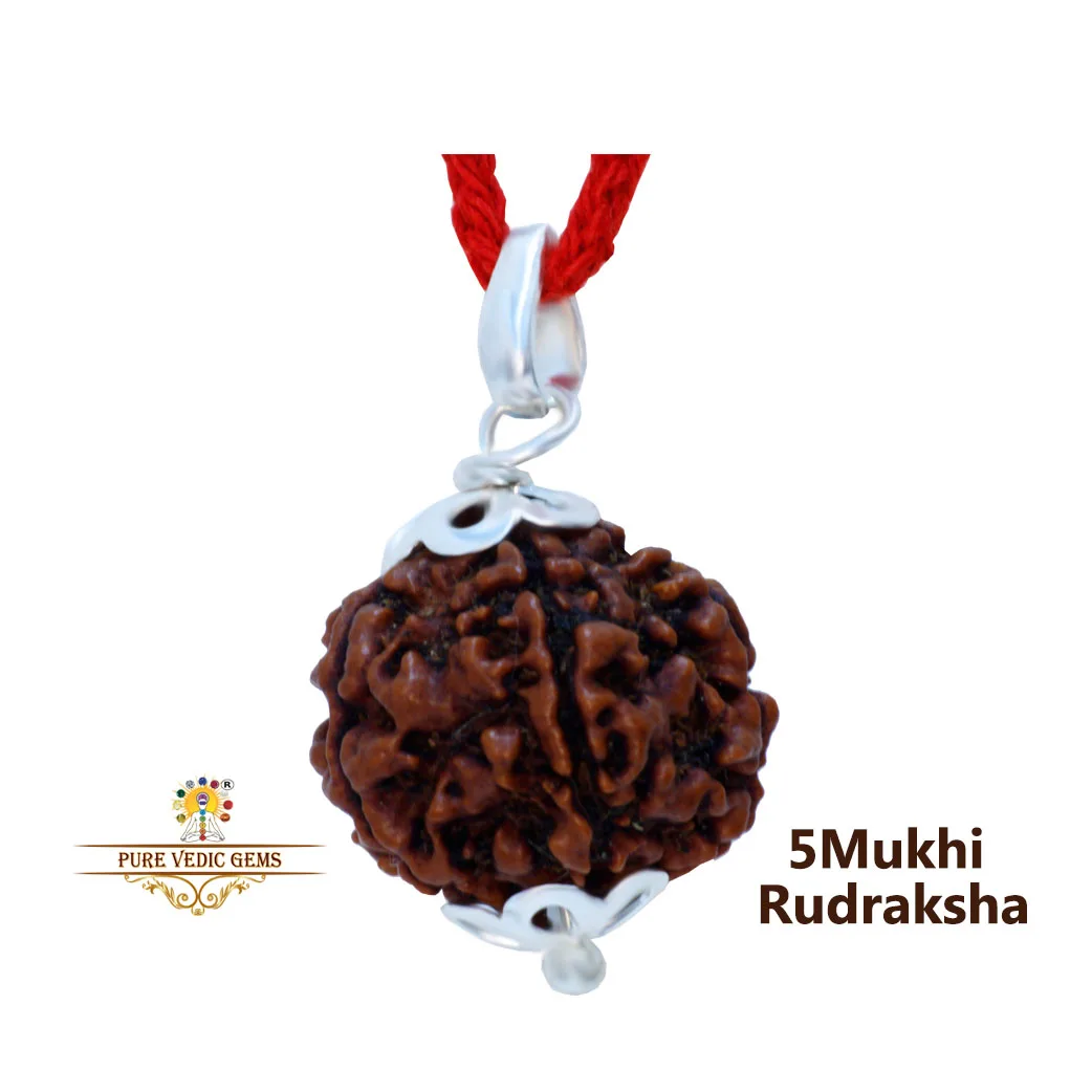 5 Mukhi natural rudraksha Pandent in silver — image 1