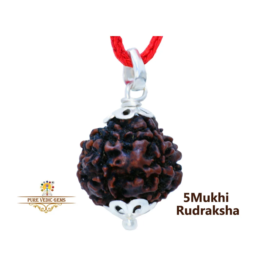 5 Mukhi natural rudraksha Pendent in silver — image 1
