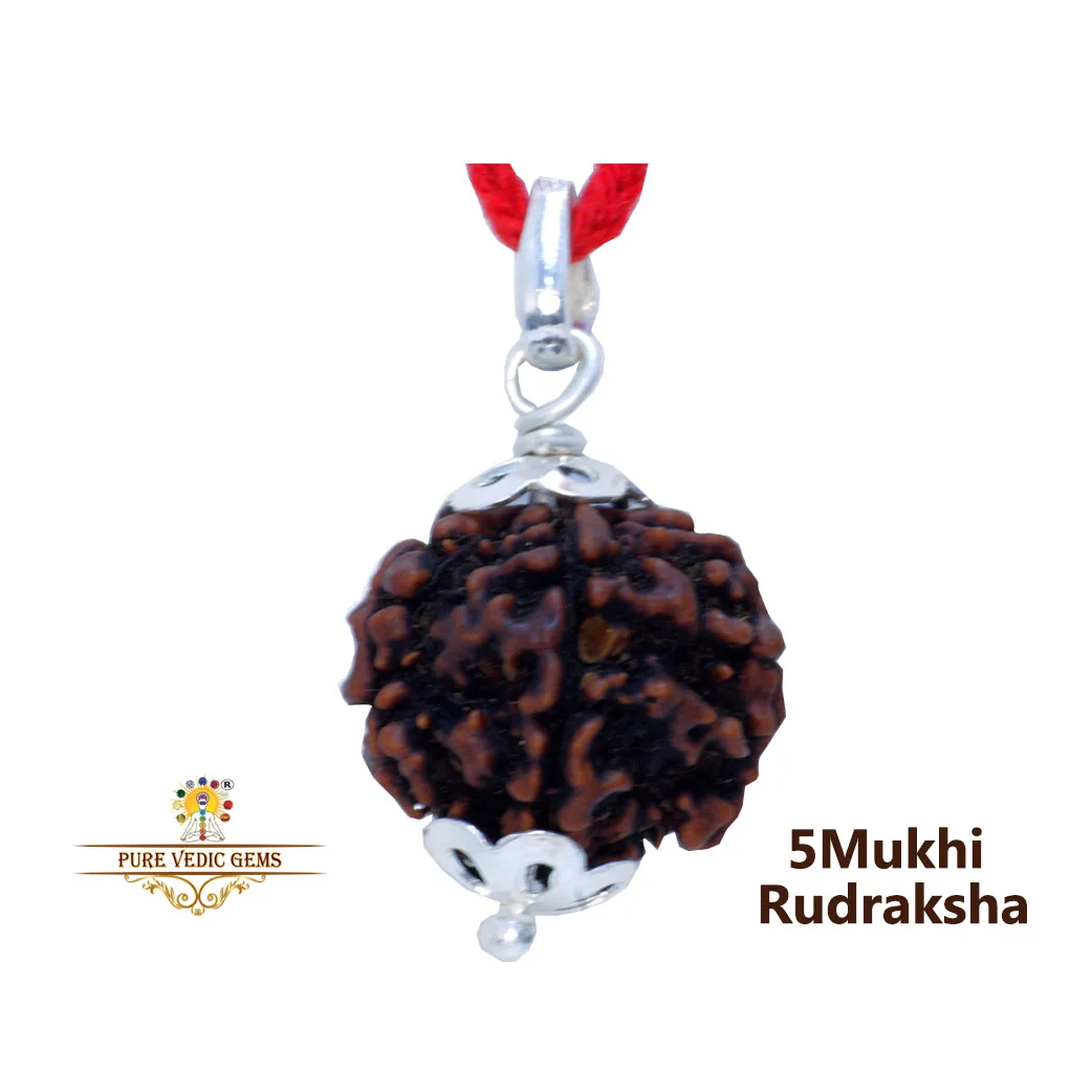 5 Mukhi natural rudraksha Pendent in silver — image 1