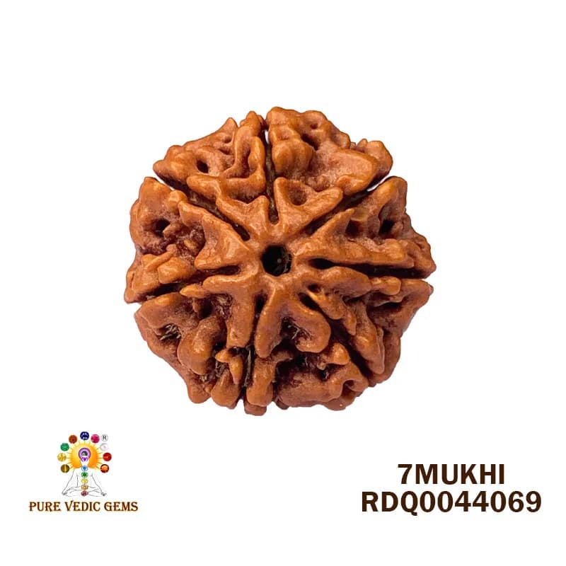 7 Mukhi Rudraksha (4.518gm) — image 1