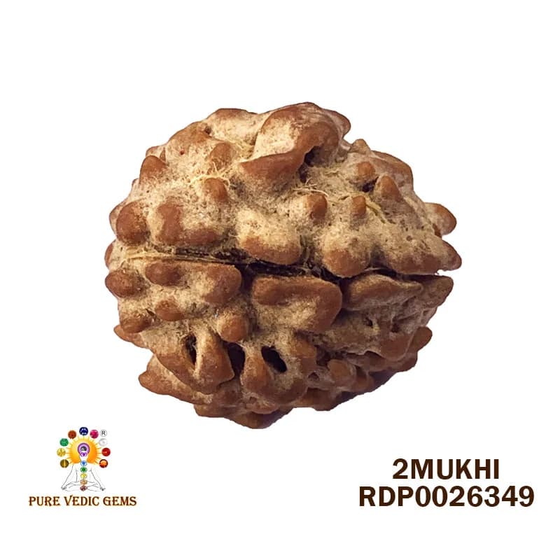 2 Mukhi Rudraksha (2.460g) — image 1