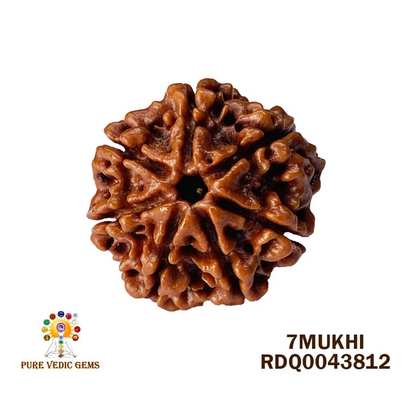 7 Mukhi Rudraksha (4.156gm) — image 1