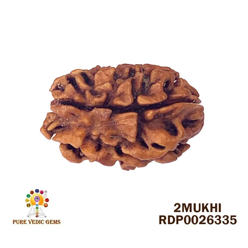 2 Mukhi Rudraksha (3.100g) — image 1