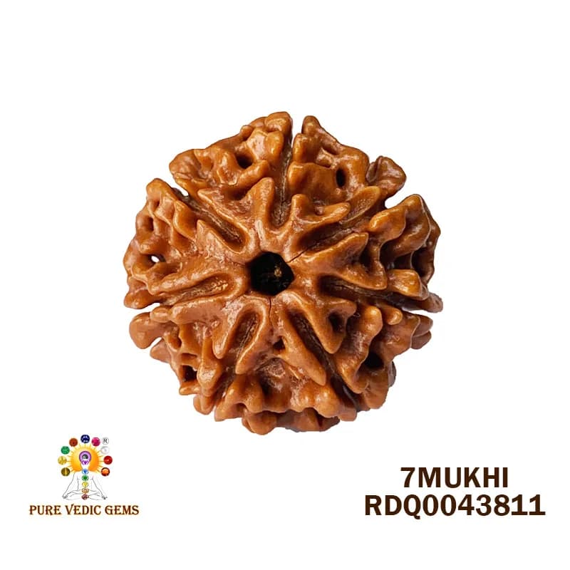 7 Mukhi Rudraksha (4.352gm) — image 1