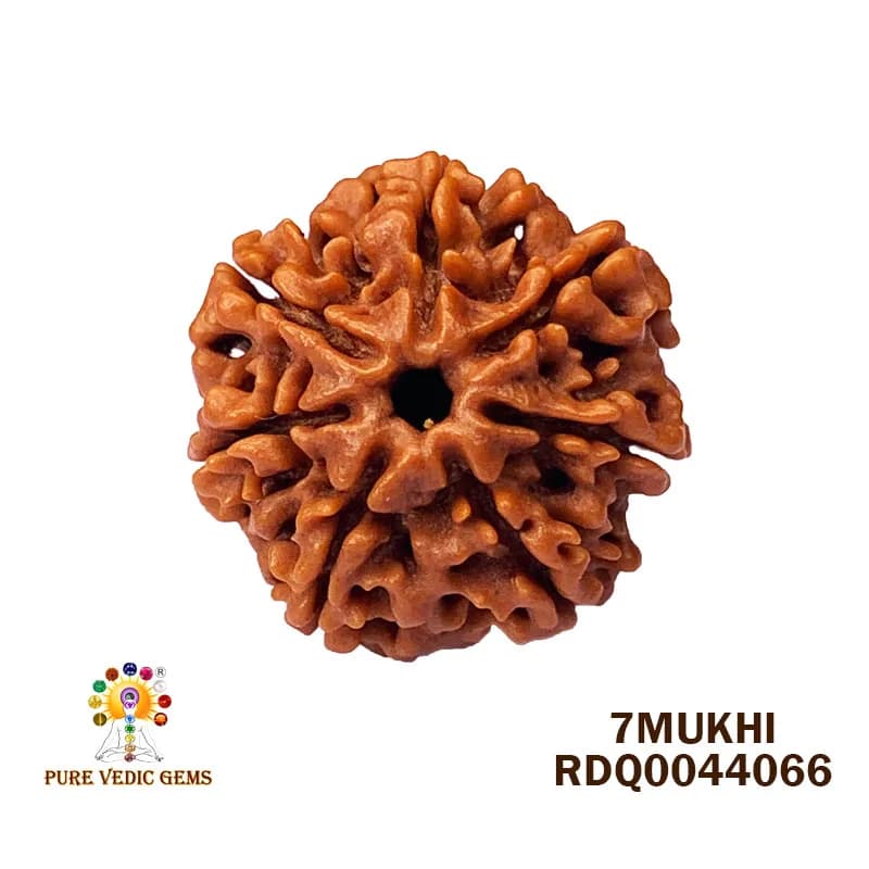 7 Mukhi Rudraksha (3.910gm) — image 1