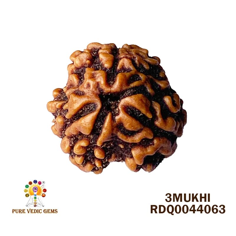 3 MUKHI Rudraksha (2.558g) — image 1