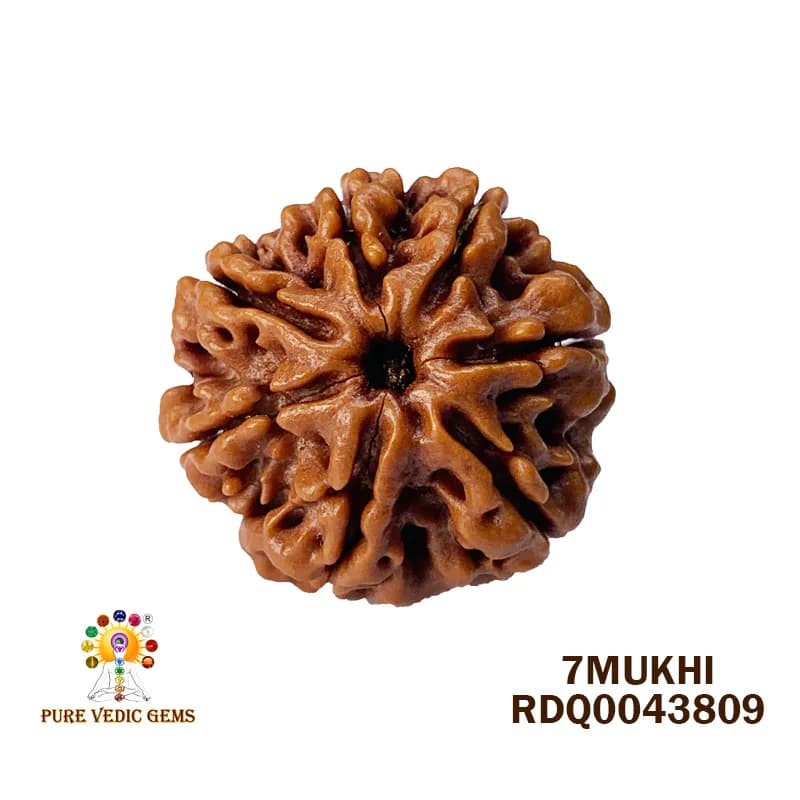 7 Mukhi Rudraksha (4.204gm) — image 1