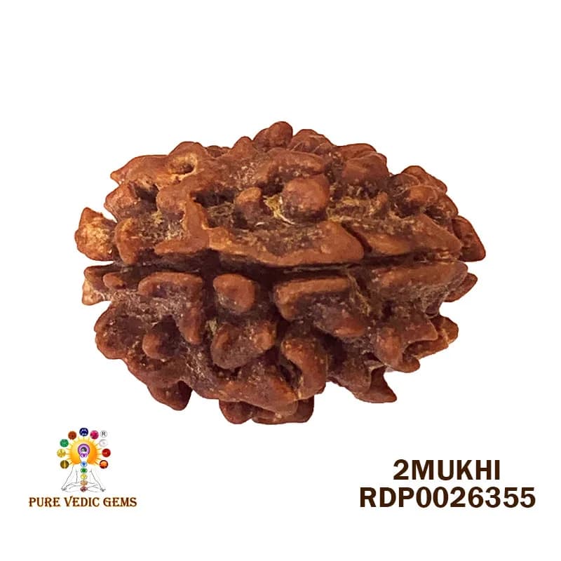2 Mukhi Rudraksha (3.432g) — image 1