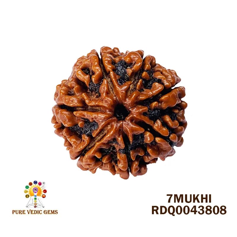 7 Mukhi Rudraksha (4.334gm) — image 1