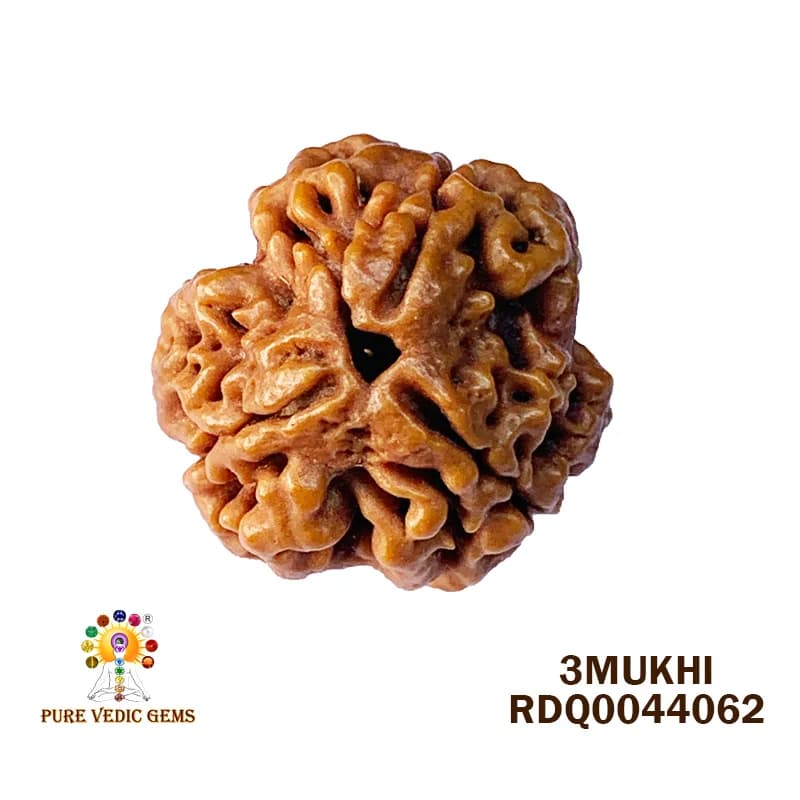3 MUKHI Rudraksha (3.850gm) — image 1