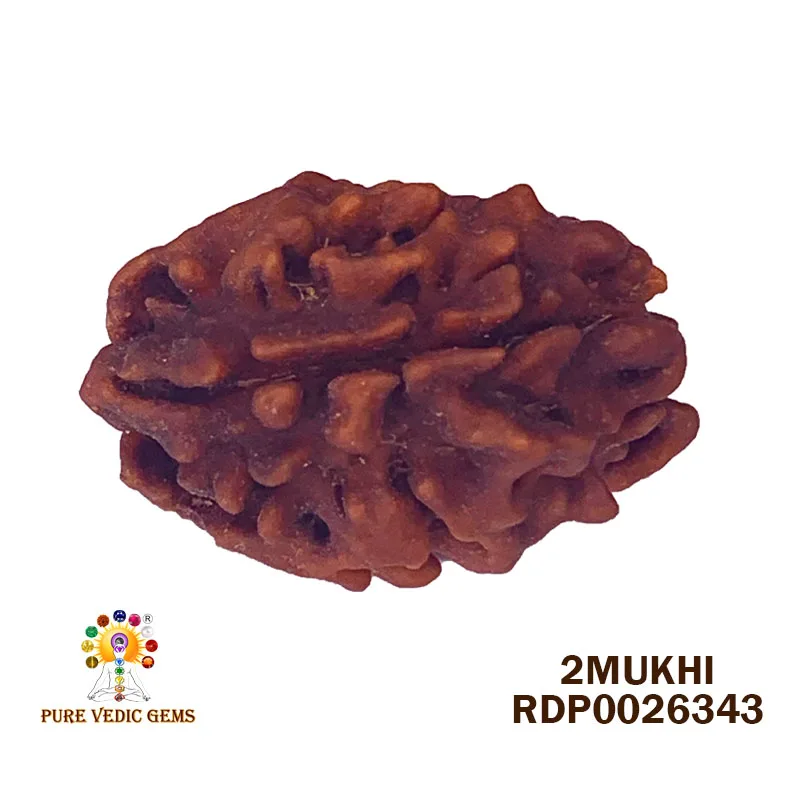 2 Mukhi Rudraksha (3.606g) — image 1