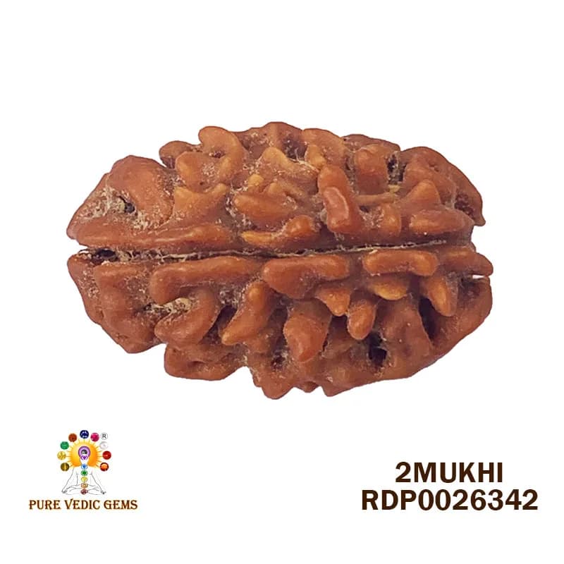 2 Mukhi Rudraksha (3.742g) — image 1