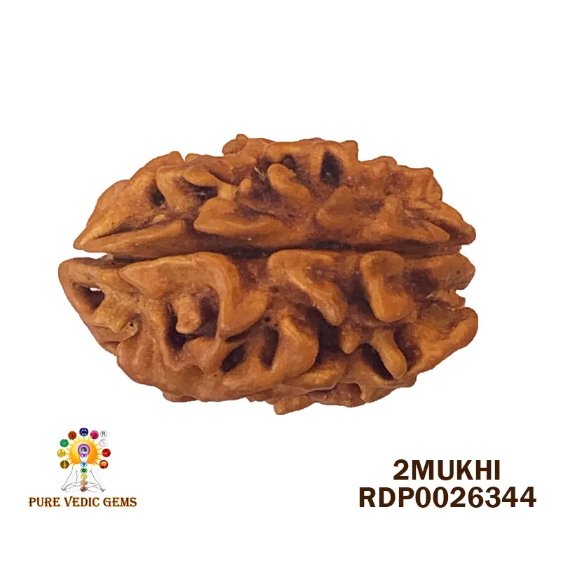 2 Mukhi Rudraksha (3.220g) — image 1