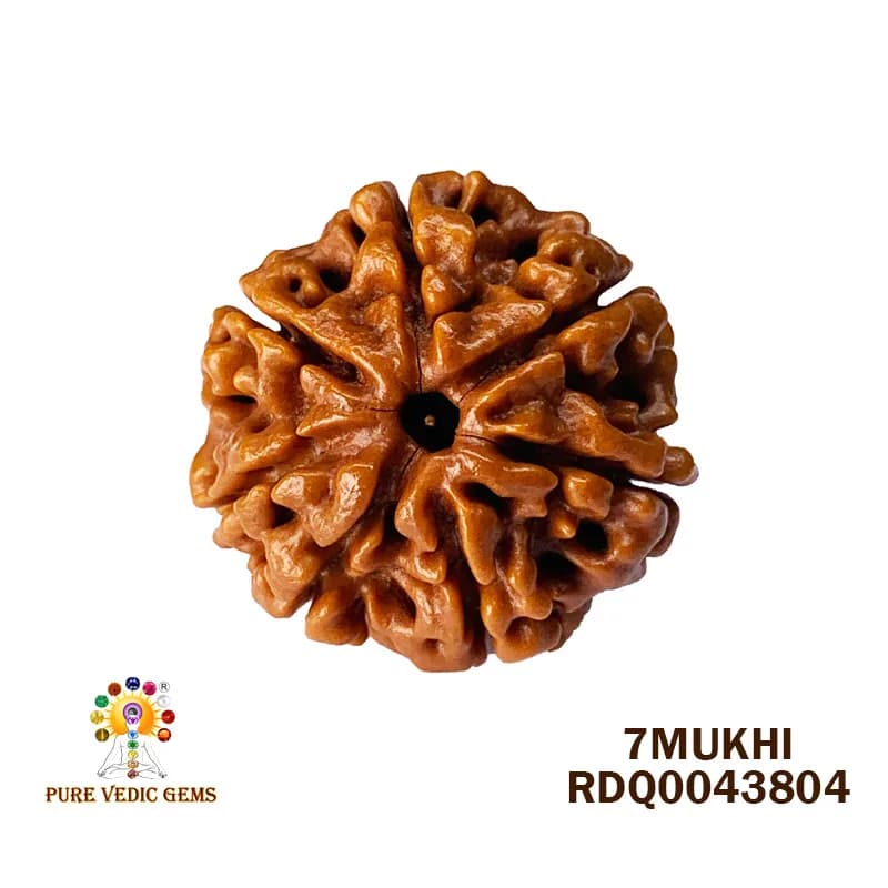 7 Mukhi Rudraksha (4.200gm) — image 1