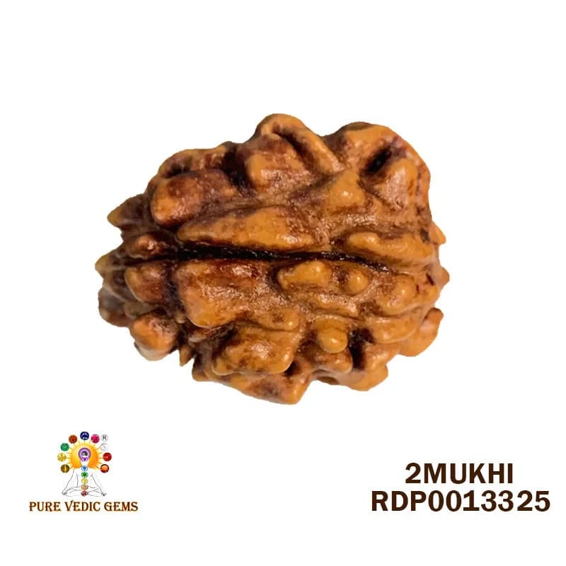 2 MUKHI Rudraksha (1.944g) — image 1