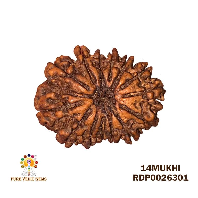 14 Mukhi Rudraksha (1.464g) On Demand — image 1