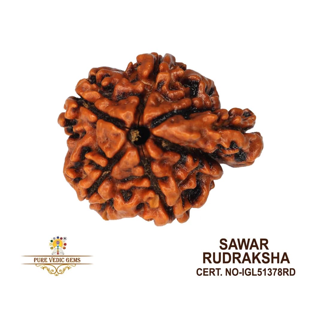 Sawar Rudraksha (2.310g) — image 1