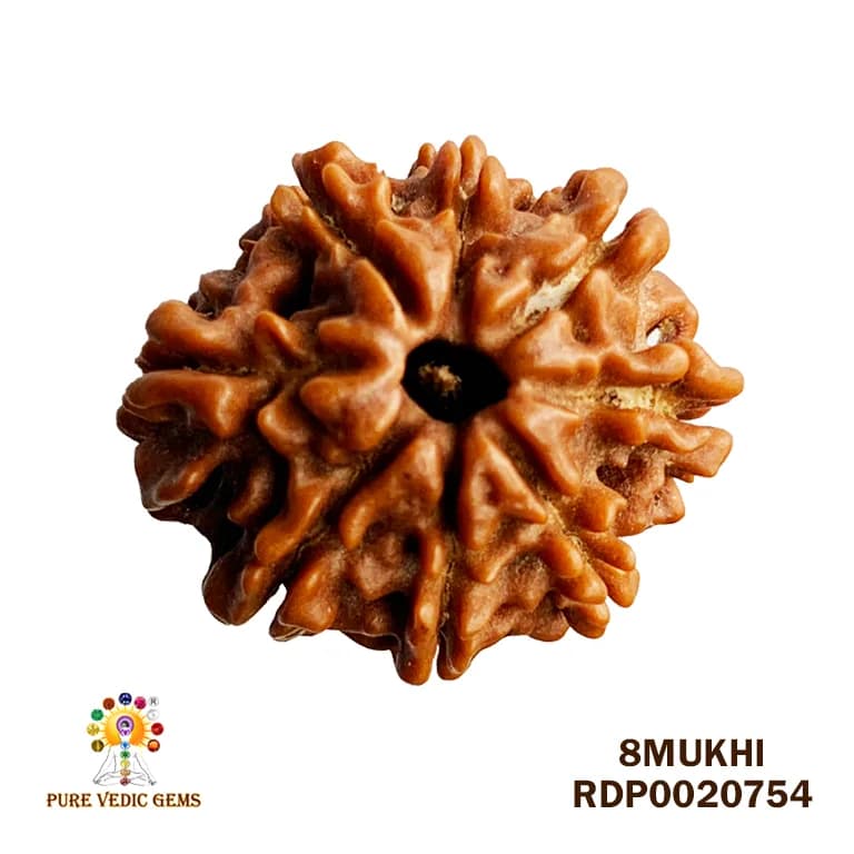 8 Mukhi Rudraksha (2.080mg) — image 1