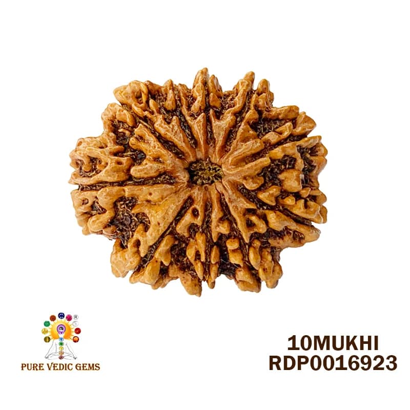 10 Mukhi Rudraksha (6.368g) — image 1
