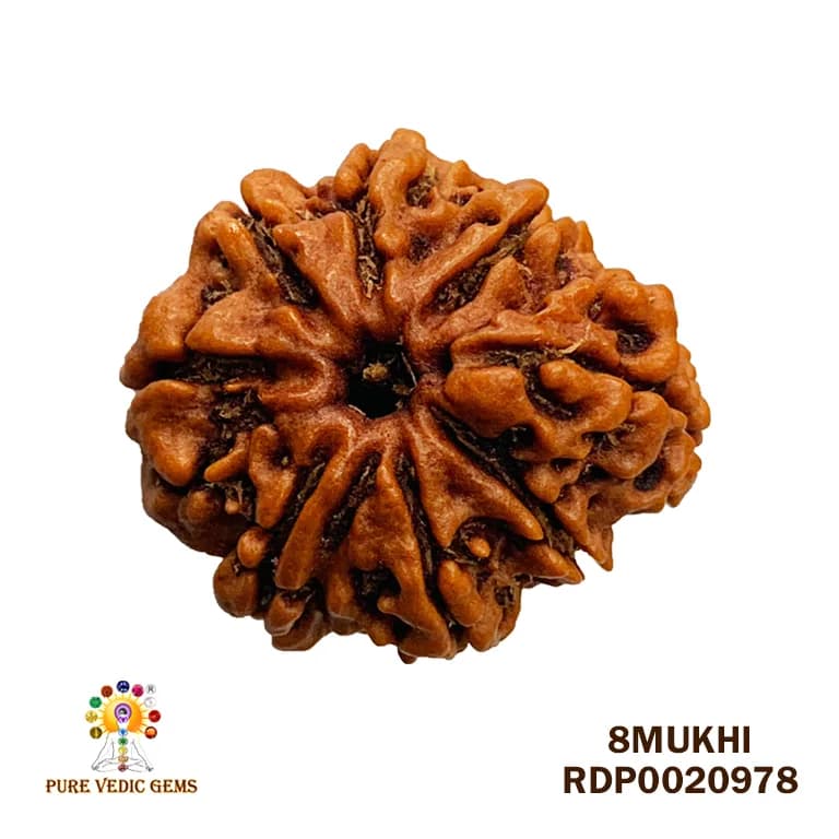 8 Mukhi Rudraksha (3.742mg) — image 1