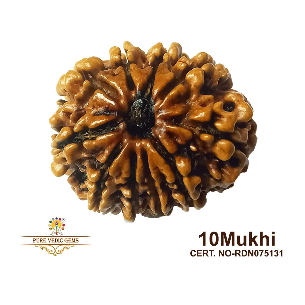 10 Mukhi Rudraksha (4.396g) — image 1