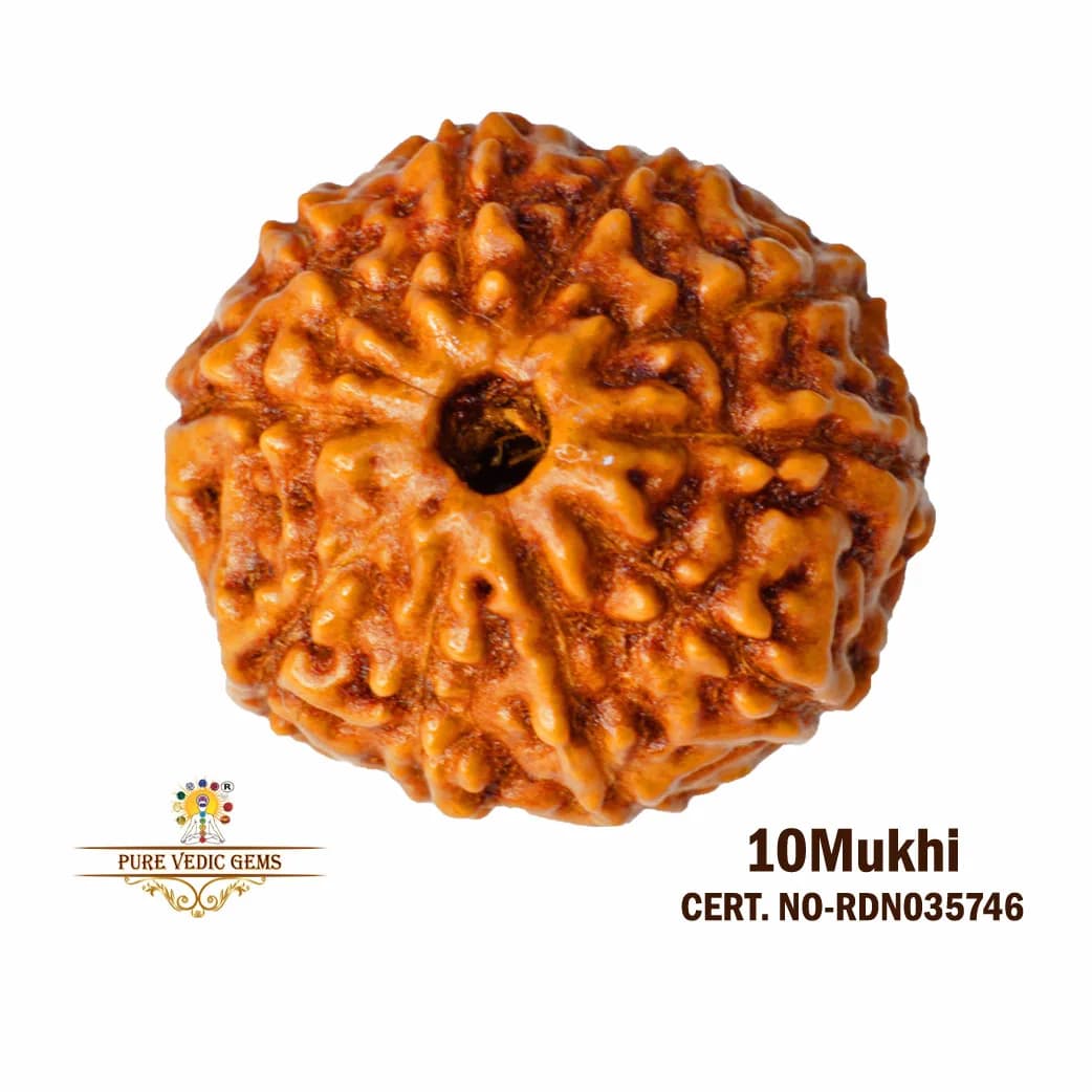 10 Mukhi Rudraksha (0.272g) — image 1