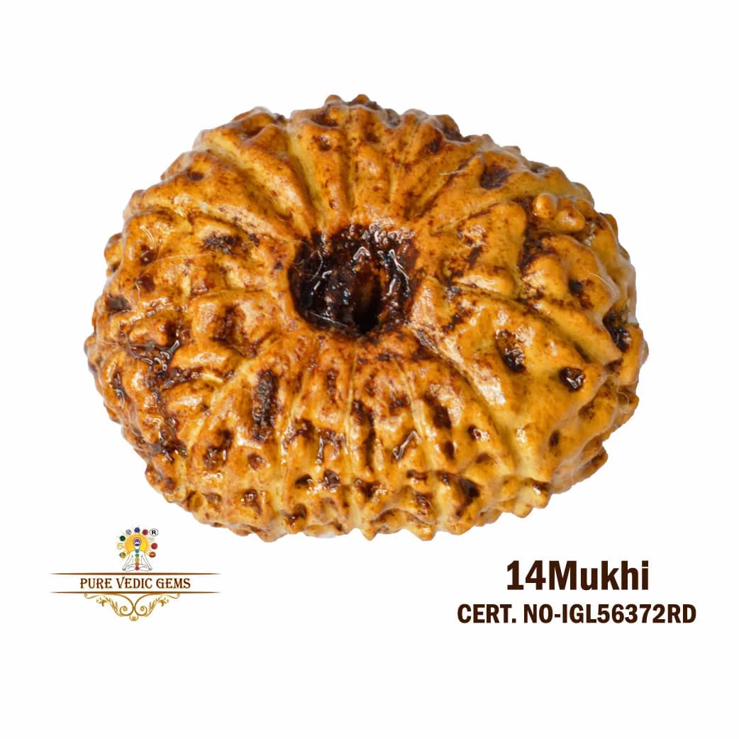 14 Mukhi Rudraksha (1.190g) — image 1