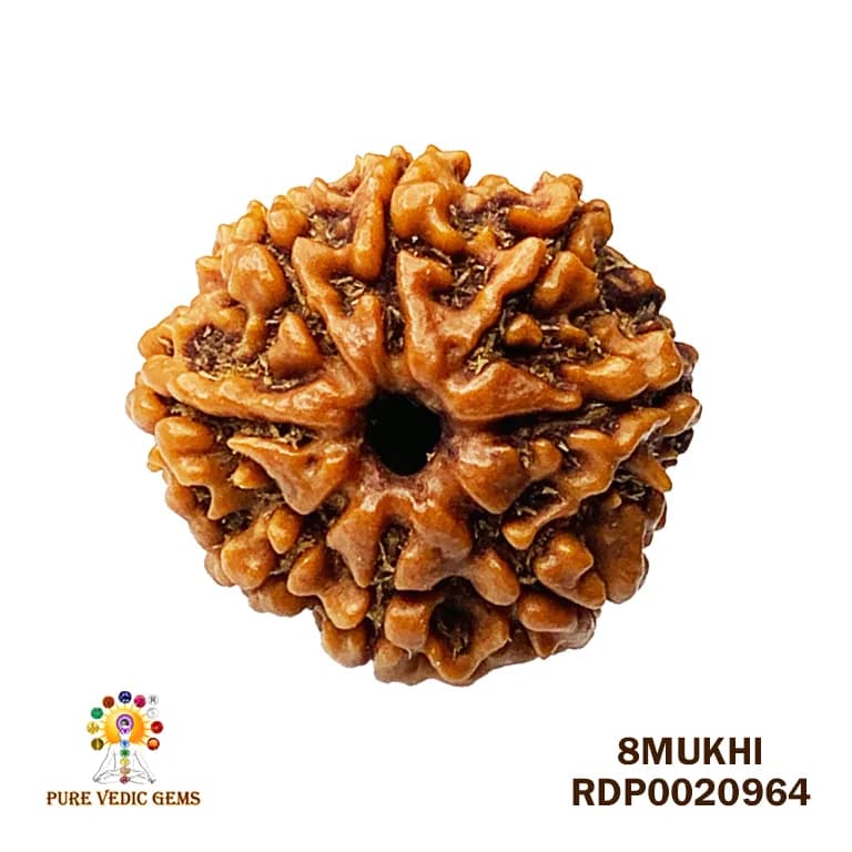 8 Mukhi Rudraksha (2.640mg) — image 1