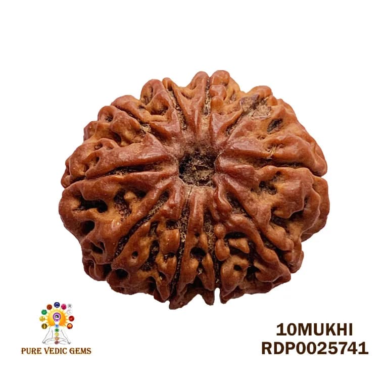 10 Mukhi Rudraksha (3.948g) — image 1