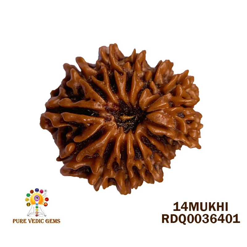 14Mukhi Rudraksha (2.722mg) — image 1